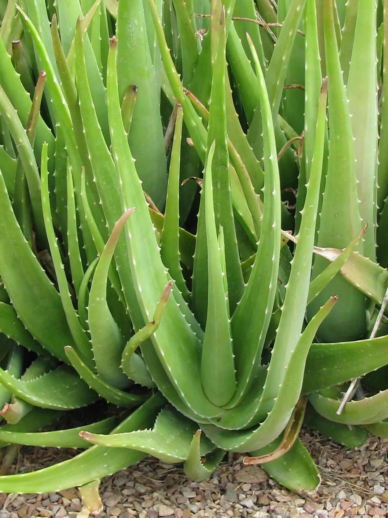 Old Main Tour | University of Arizona Campus Arboretum